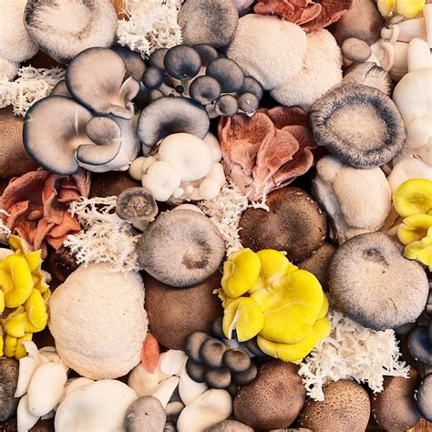 13 Types of Psilocybin Mushrooms to Know